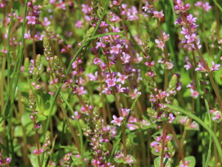 Rotala rotundifolia