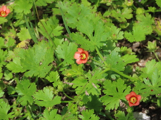 IMG_4085.JPG