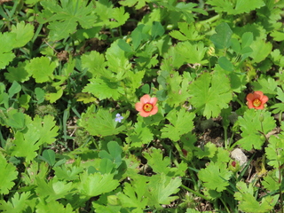 IMG_4086.JPG