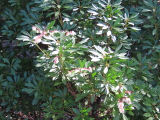 Pieris koidzumiana
