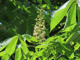 Aesculus turbinata