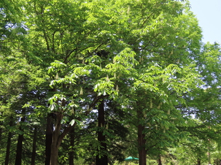 Aesculus turbinata