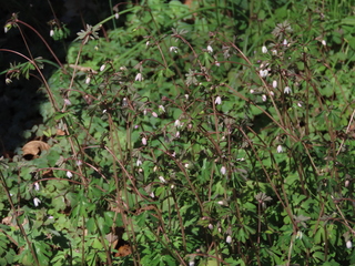 Semiaquilegia adoxoides