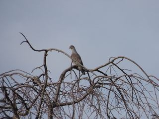 Streptopelia orientalis
