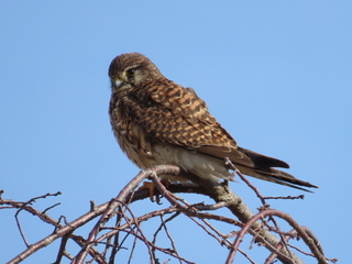 Falco tinnunculus