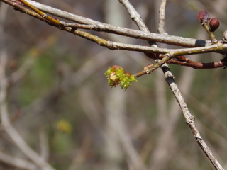 Lindera obtusiloba