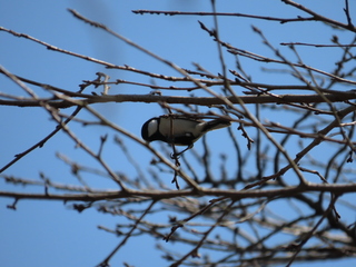Parus minor