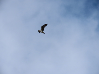 Pandion haliaetus