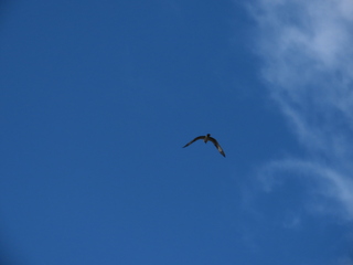 Pandion haliaetus