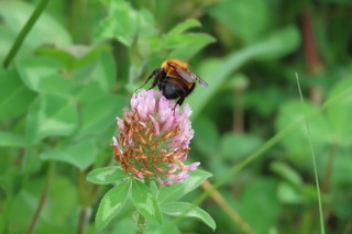Bombus diversus
