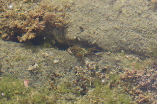 Pachygrapsus crassipes