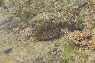 Anthopleura uchidai