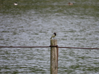 Motacilla grandis