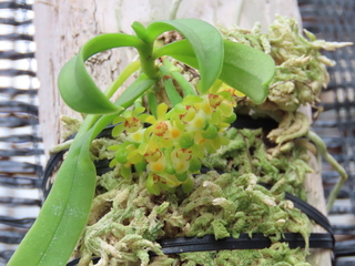 Gastrochilus japonicus