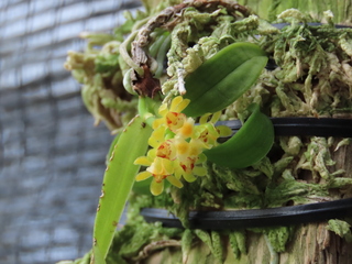 Gastrochilus japonicus