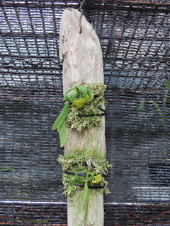 Gastrochilus japonicus