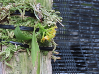 Gastrochilus japonicus