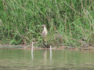 Nycticorax nycticorax