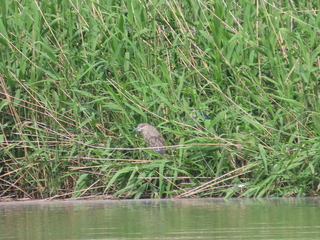 Nycticorax nycticorax