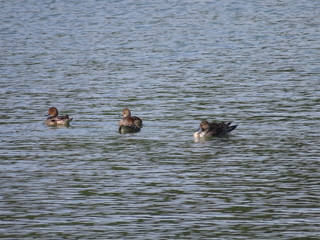 Anas crecca and Anas acuta