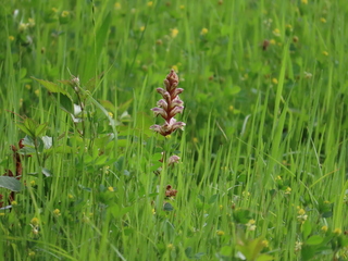 Orobanche minor