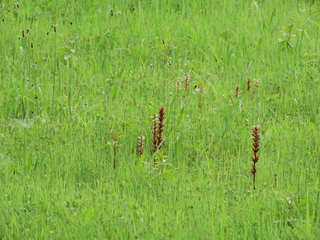 Orobanche minor