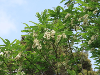 IMG_4272.JPG