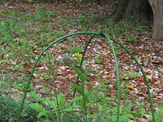 Cephalanthera falcata