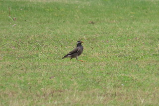 Spodiopsar cineraceus