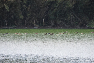 Anas platyrhynchos and Anas zonorhyncha
