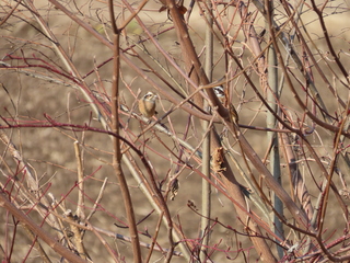Emberiza cioides