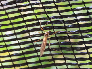 Tipula sp.