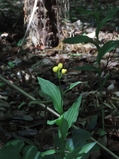 Cephalanthera falcata