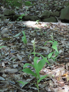 Cephalanthera longibracteata