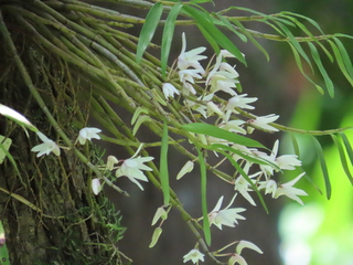 Dendrobium moniliforme