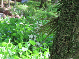 Dendrobium moniliforme
