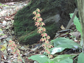 Calanthe x striata
