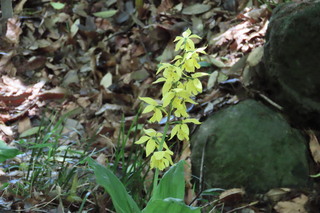 Calanthe citrina