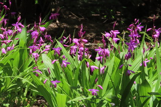 Bletilla striata