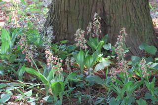 Calanthe discolor