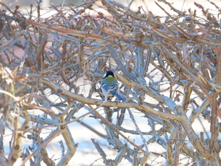 Parus major