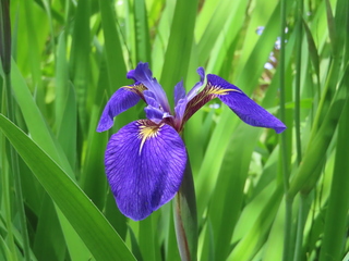 Iris setosa var. hondoensis