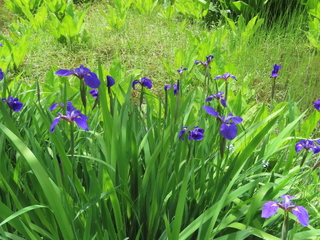 Iris setosa var. hondoensis