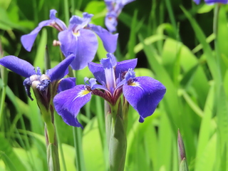 Iris setosa var. nasuensis