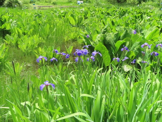 Iris setosa var. nasuensis