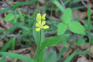 Cephalanthera falcata