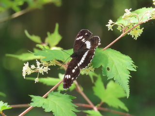 Limenitis camilla