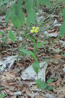 Cephalanthera falcata