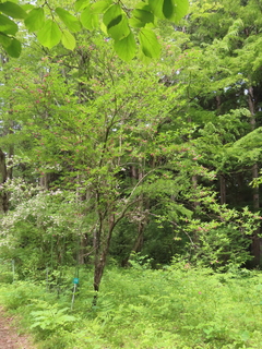 Weigela × fujisanensis