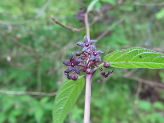Vincetoxicum macrophyllum var. nikoense